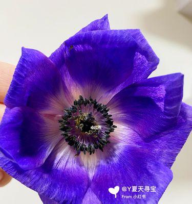 银莲花的花语与不同颜色的意义（深入探索银莲花的花语）