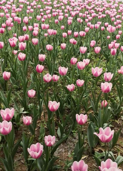 郁金香花语的奇妙世界（探寻不同颜色郁金香花语的深意）