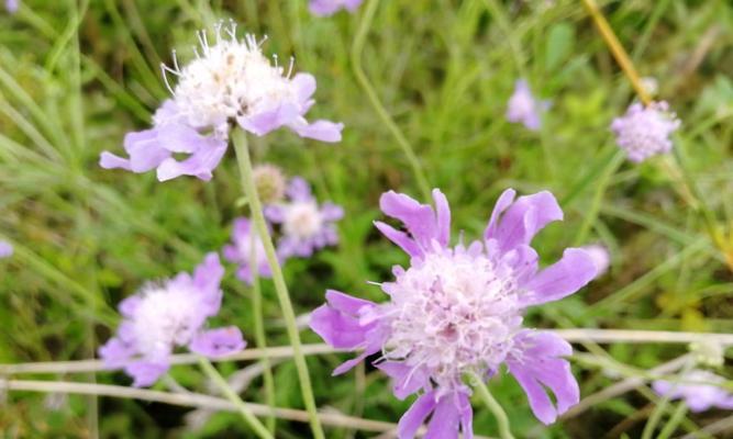 了解草本植物的种类和特点（草本植物的定义及分类）