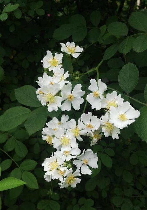 以茶蘼的花语与意义（品味花海）