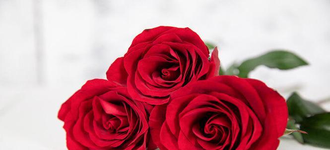 大红色玫瑰的花语之美（揭秘大红色玫瑰的象征与寓意）