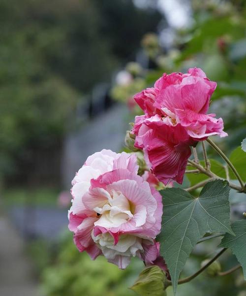 大理市花——梅花的意义与美丽（探寻大理市花梅花的历史渊源与文化内涵）