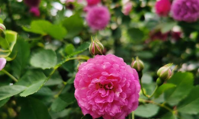 大理市花——梅花的意义与美丽（探寻大理市花梅花的历史渊源与文化内涵）