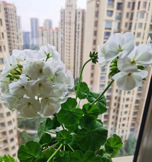 爱情之花（揭秘代表爱情的植物）