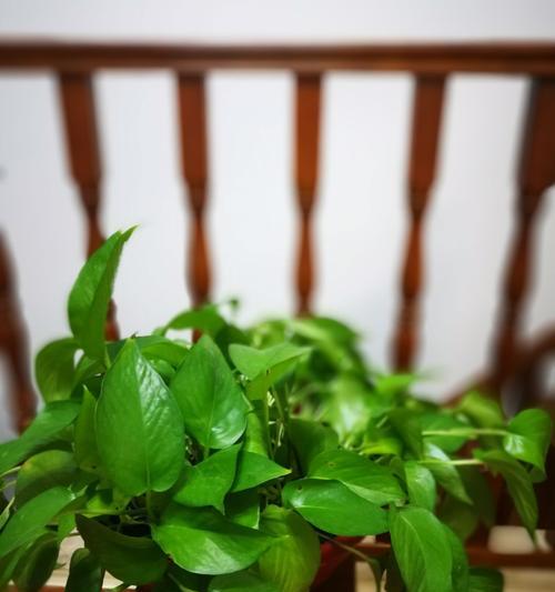 不舍之情，植物代言人（以代表不舍的植物为主题的文章）