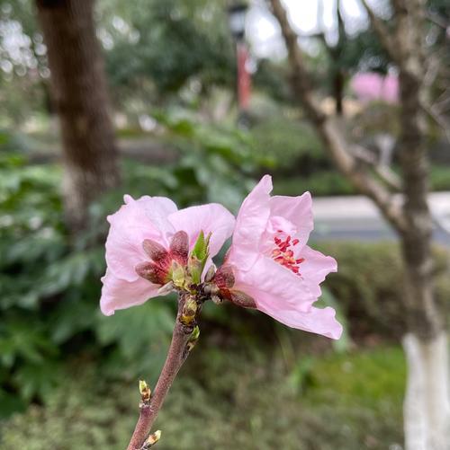 不舍之情，植物代言人（以代表不舍的植物为主题的文章）