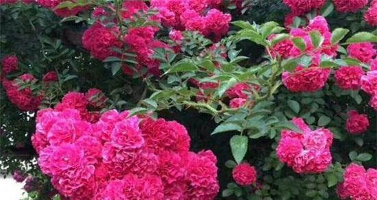 花开时光，爱已凋零（探索代表不再爱的花语）