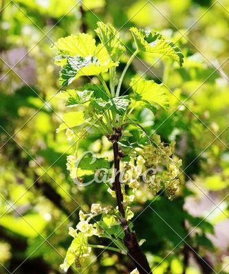 春天美丽的花草世界（迎接春天）