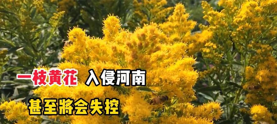 恶魔之花（神秘的恶魔花背后的世界）
