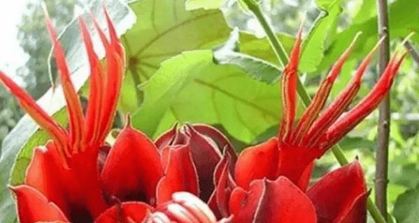恶魔之花（神秘的恶魔花背后的世界）
