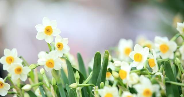 以代表理性的花的花语是冷静理智（揭示花语中理性与冷静的真谛）