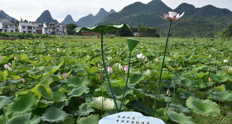 代表清廉的植物（与清廉品质相映成趣的自然表达）