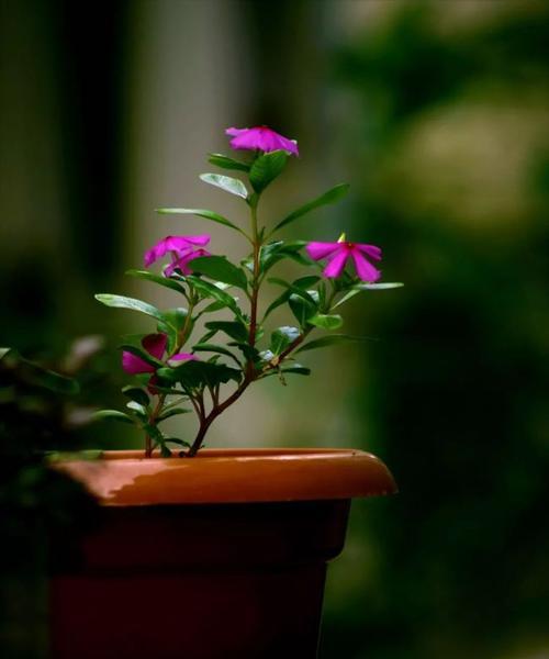 花的奥秘（探索花朵与身体健康的深度关联）