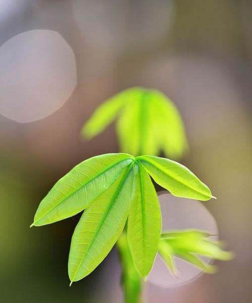 代表思念的植物，让心灵相通（探寻植物世界中的情感纽带）