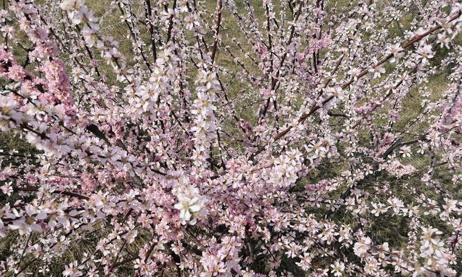 怀念亲人的花——花开思念（1.悼念之花）