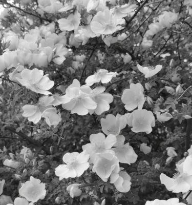 怀念亲人的花——花开思念（1.悼念之花）