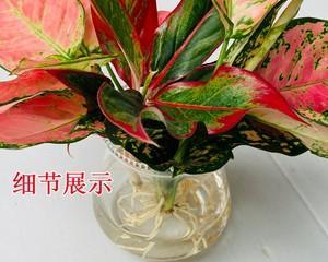 中国传统喜庆植物及其象征意义（探索中国文化中代表喜庆的15种植物）