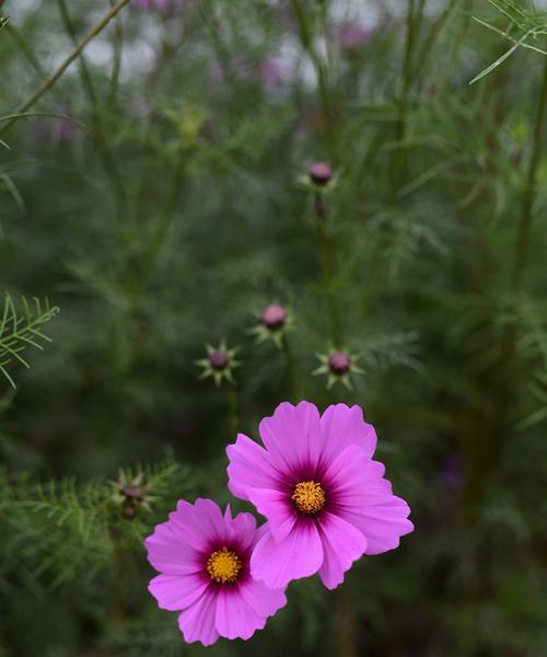 阳光花朵的力量（以代表阳光积极坚强的花为主题的文章）