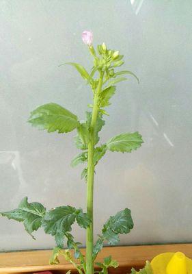 坚韧不拔的植物（探索植物世界中的坚强品质和勇气精神）