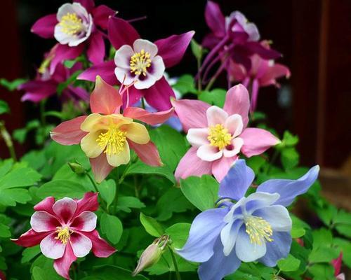 友谊之花（探究友谊之花的多样性与象征意义）