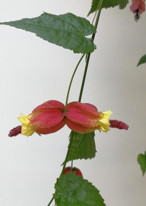 中秋花语（美丽的花朵）