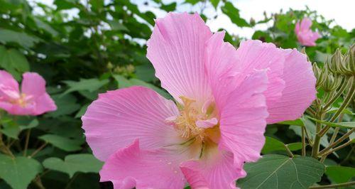 中秋花语（美丽的花朵）