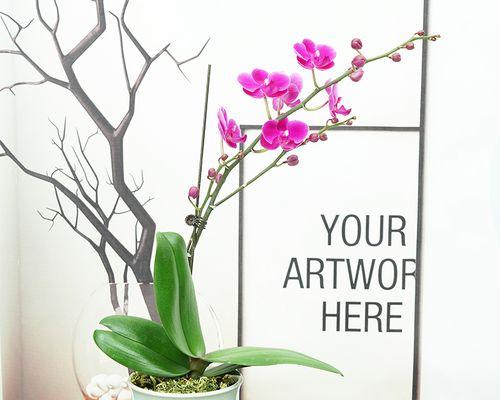 自由之花（探索大自然中的自由精神）