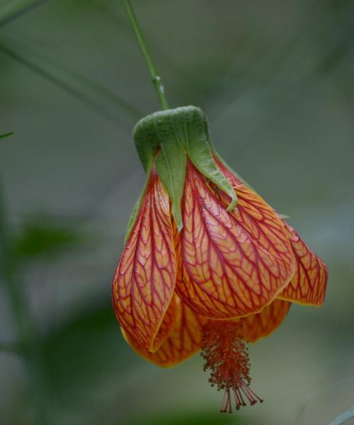 灯笼花（探寻灯笼花的神秘之美）