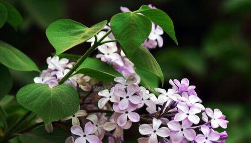 丁香花的象征意义与美丽之谜（探寻丁香花背后的传奇故事与文化内涵）