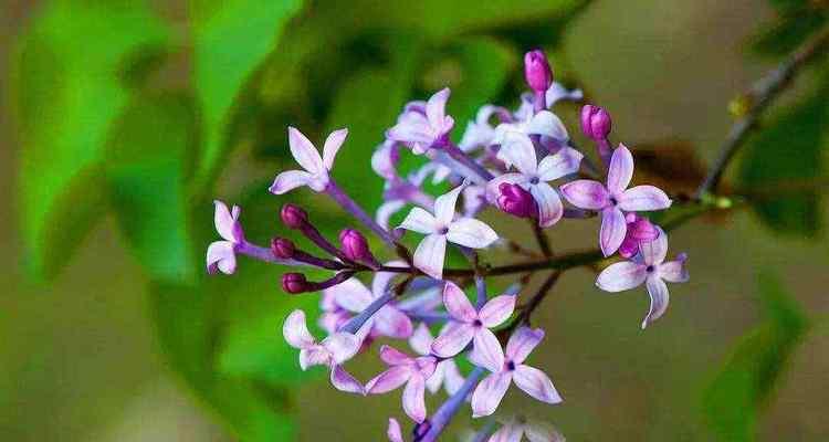 丁香花语解析（探寻丁香花的深意）