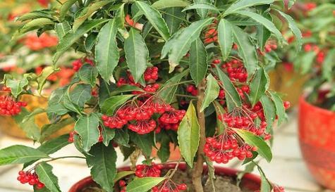 冬青开花风水寓意解析（揭开冬青开花的吉祥之谜）