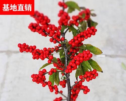 冬青花开的意义（探寻冬青花开的象征与寓意）