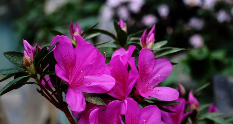 杜鹃花的花语与象征意义（探寻杜鹃花的神秘语言和深远象征）