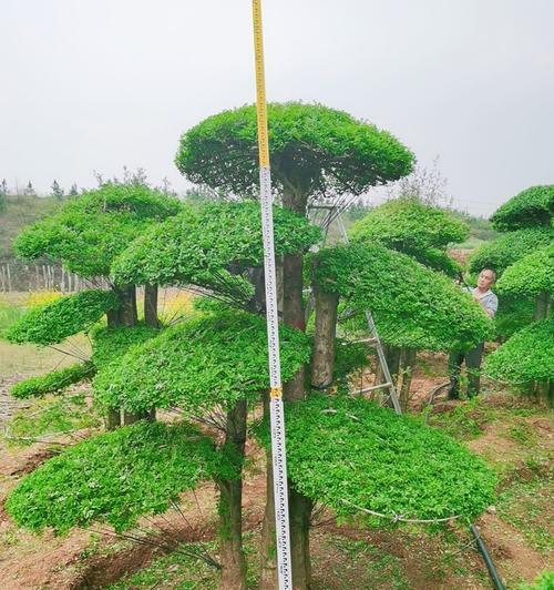 白蜡的风水寓意与摆放位置（以对节白蜡为主题的风水禁忌与传统摆放方式）