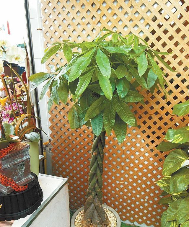 发财树的寓意和象征风水（吸财纳福）
