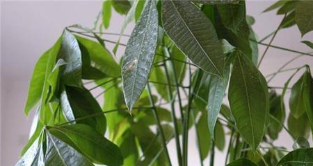 发财树花语（让财富与繁荣永远伴随）