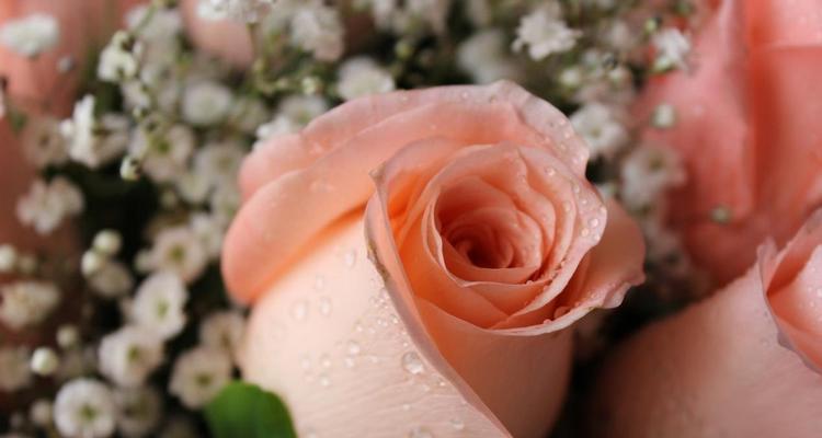 粉色玫瑰花语及其象征的爱情之美（传递温柔与浪漫）