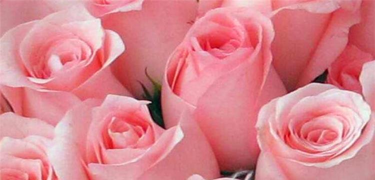 以粉玫瑰的花语及适合送礼对象剖析（探索粉玫瑰所代表的浪漫与温柔）