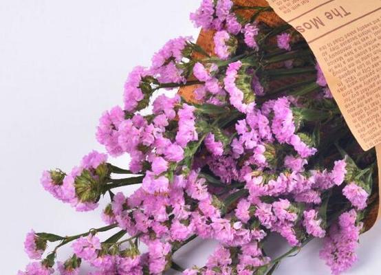 粉色花朵的花语（探寻粉色花朵所代表的浪漫与温馨）