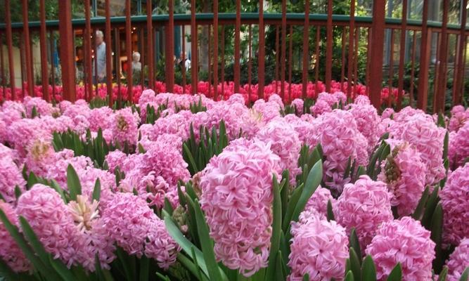 粉色风信子花语与代表意义（探寻粉色风信子的花语）