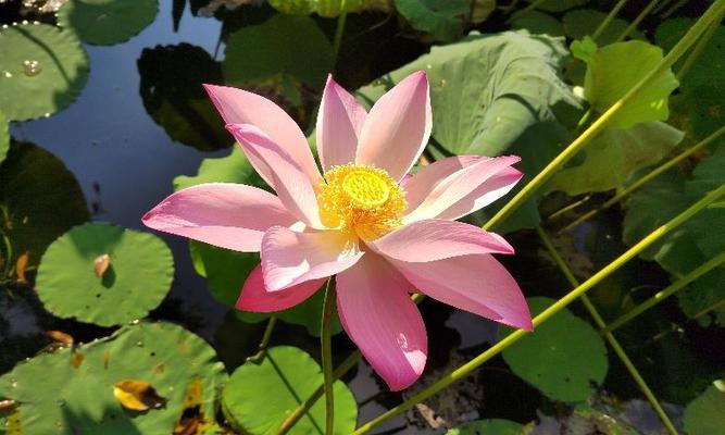 粉色荷花的花语和寓意（探秘粉色荷花的隐含意义）