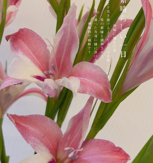 粉色剑兰的花语和寓意（探究粉色剑兰的深层含义及象征意义）