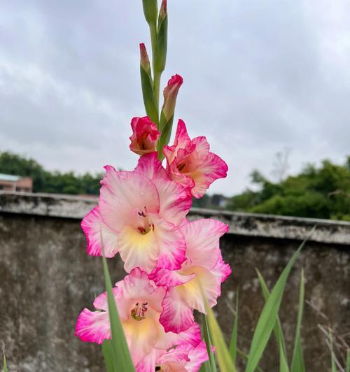 粉色剑兰的花语和寓意（探究粉色剑兰的深层含义及象征意义）
