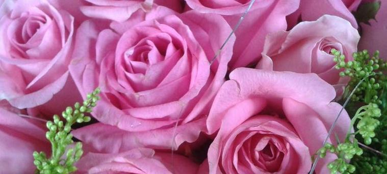 粉色玫瑰的花语及代表意义（探寻粉色玫瑰的美丽与深意）
