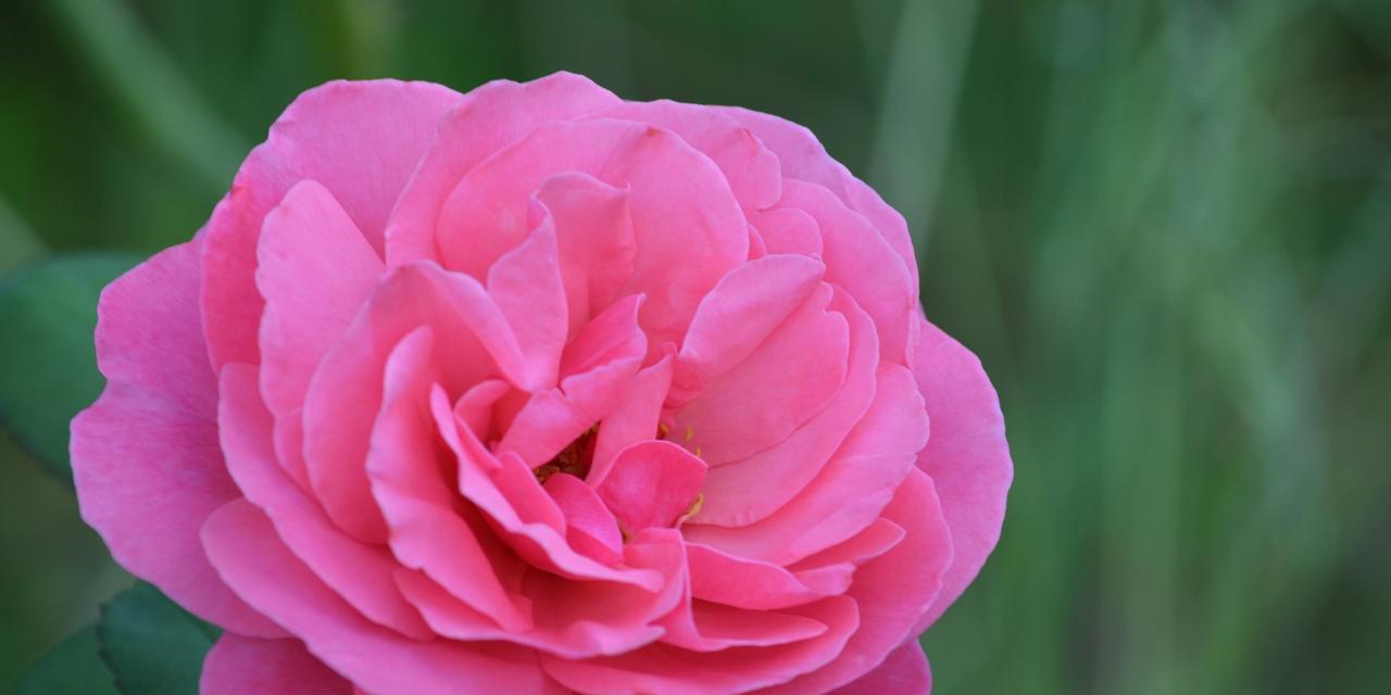 粉色玫瑰的象征意义及其文化内涵（探寻粉色玫瑰的浪漫与温柔玫瑰）