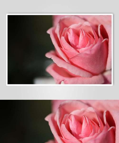 粉色玫瑰的象征意义及其文化内涵（探寻粉色玫瑰的浪漫与温柔玫瑰）
