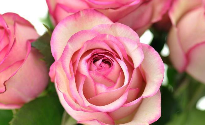 粉色玫瑰的花语及其象征意义（爱与温柔的象征）
