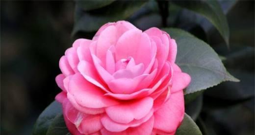 粉色山茶花的花语与代表意义（探寻粉色山茶花的深层内涵与象征意义）