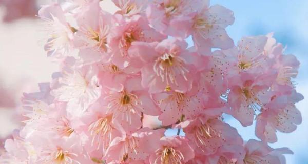 粉色樱花的花语与意义（探索樱花的浪漫之美）