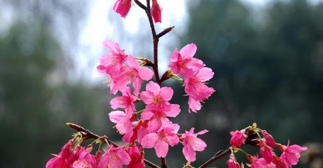 粉色樱花的花语与意义（探索樱花的浪漫之美）